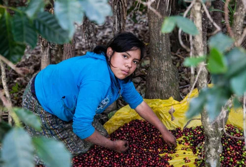 Beyond the Bean: Our Sustainable Promise as Your Local Roaster