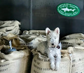 Climate Change & The Future of the Beans We Love