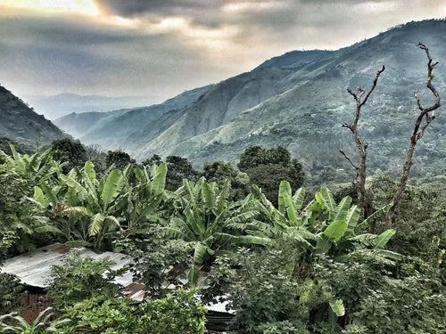 Better Beans, Better World: A Roaster's Take on Sustainable Coffee